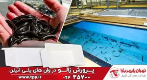 آیا وان پلی اتیلن برای پرورش زالو مناسب است؟ چه تعداد؟