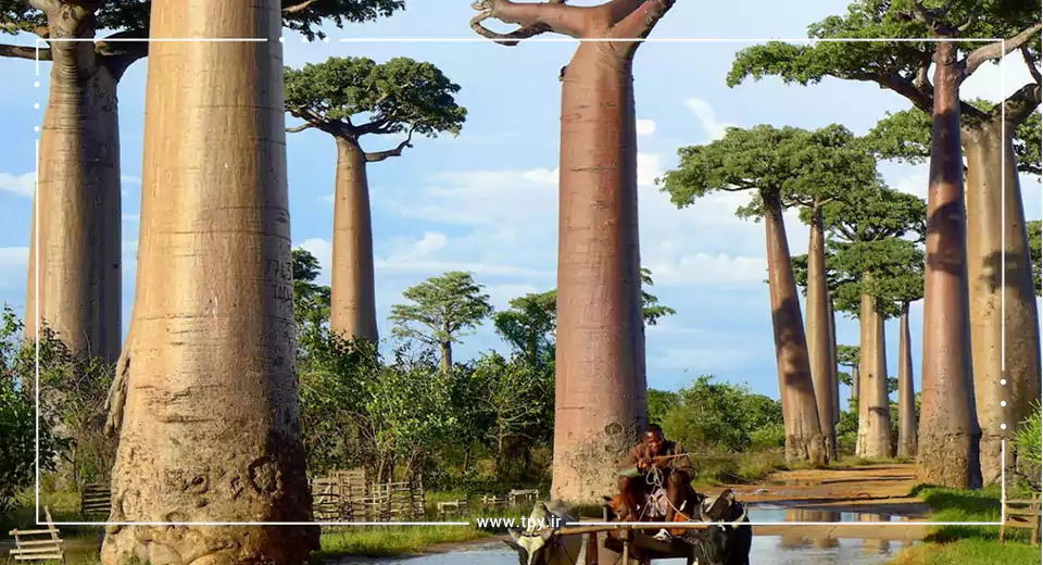 درختان بائوباب آفریقا
