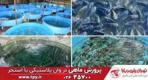 پرورش ماهی در وان پلاستیکی پلی اتیلن و 3 قاعده اصلی آن