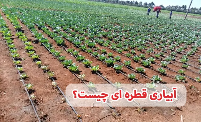 آبیاری قطره‌ای چیست؟