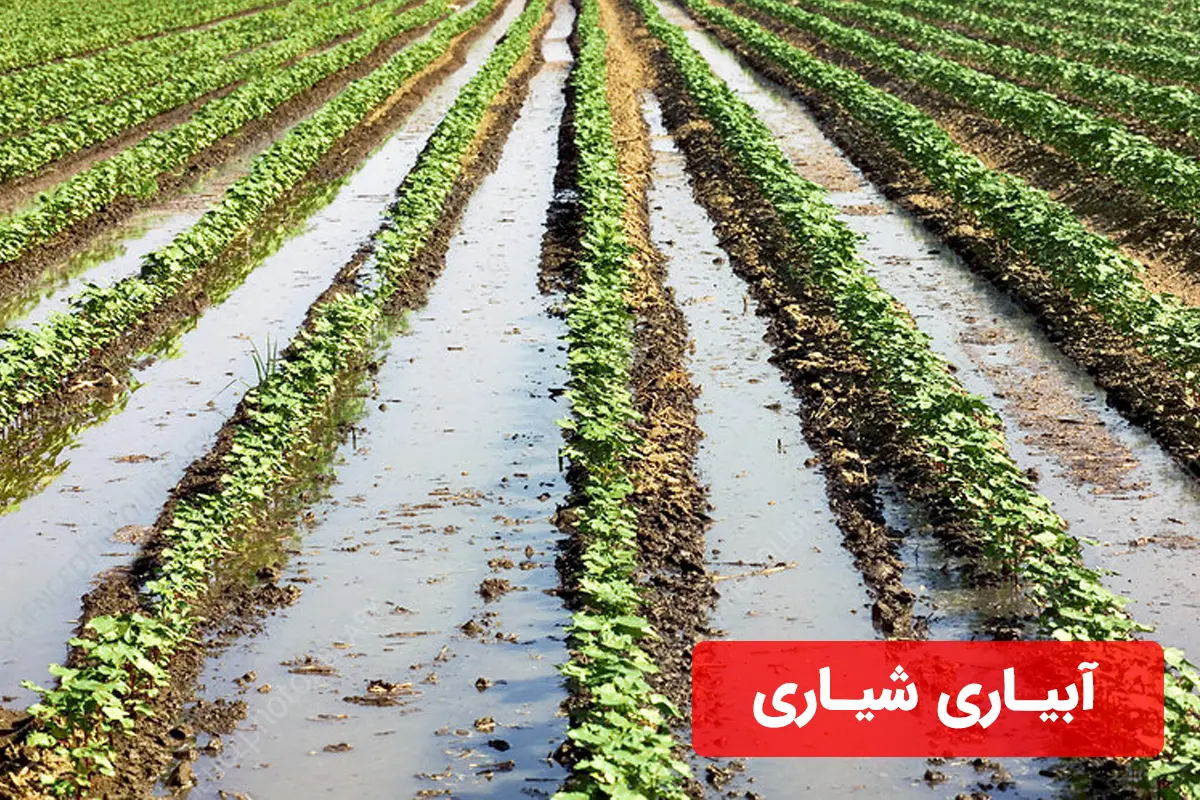 آبیاری شیاری زمین کشاورزی
